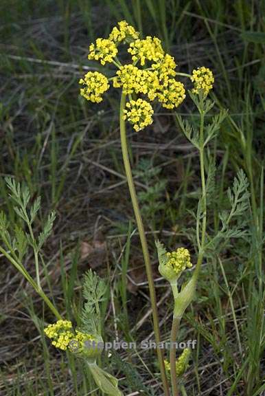 lomatium utriculatum 4 graphic